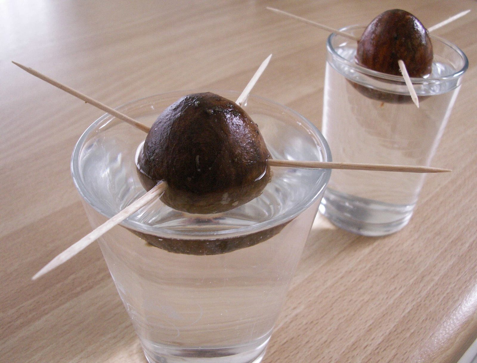 Two avocado pits held over glasses of water by toothpicks pushed into their sides, with the lower halves submerged