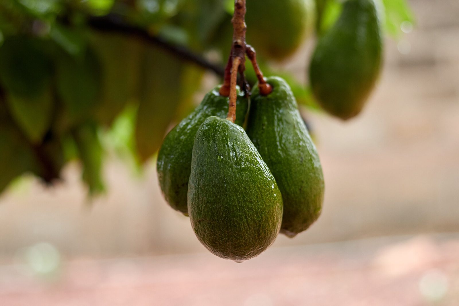 Three green avocados hanging from one stem on an avocado tree, with leaves blurred behind