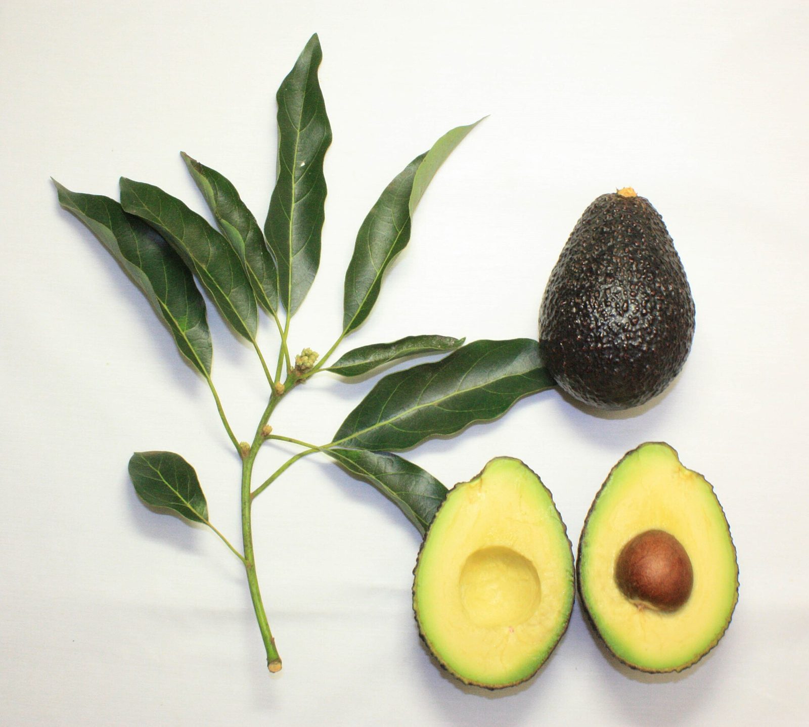 A branch of long glossy avocado leaves beside a whole dark pebbled avocado and two cut halves, one with the pit