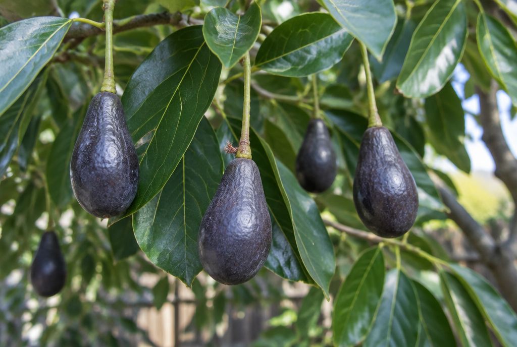 Small pear-shaped Mexicola avocados with thin purplish-black skin hanging among leathery avocado leaves