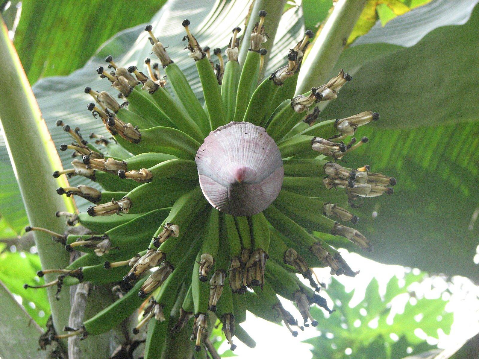 A hanging bunch of green bananas with the large dark red-purple flower bud still attached below the fruit