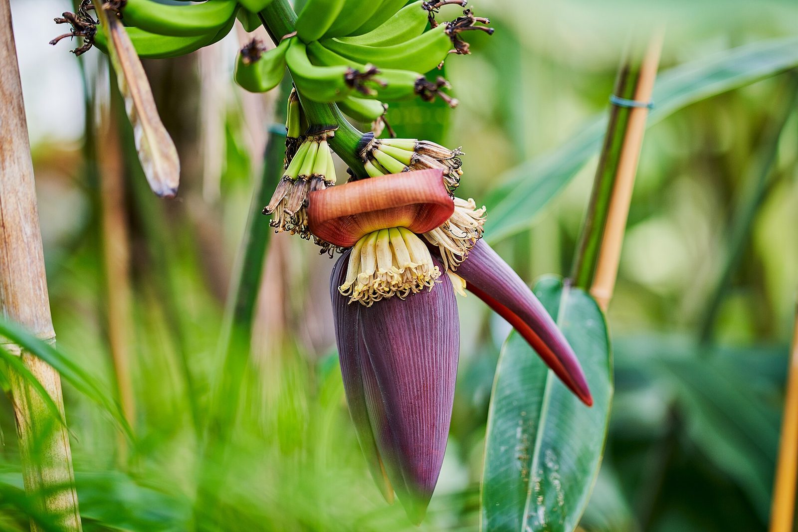 A banana plant with broad green leaves, a hanging bunch of young green bananas and a dark purple flower bud at the end of the stalk