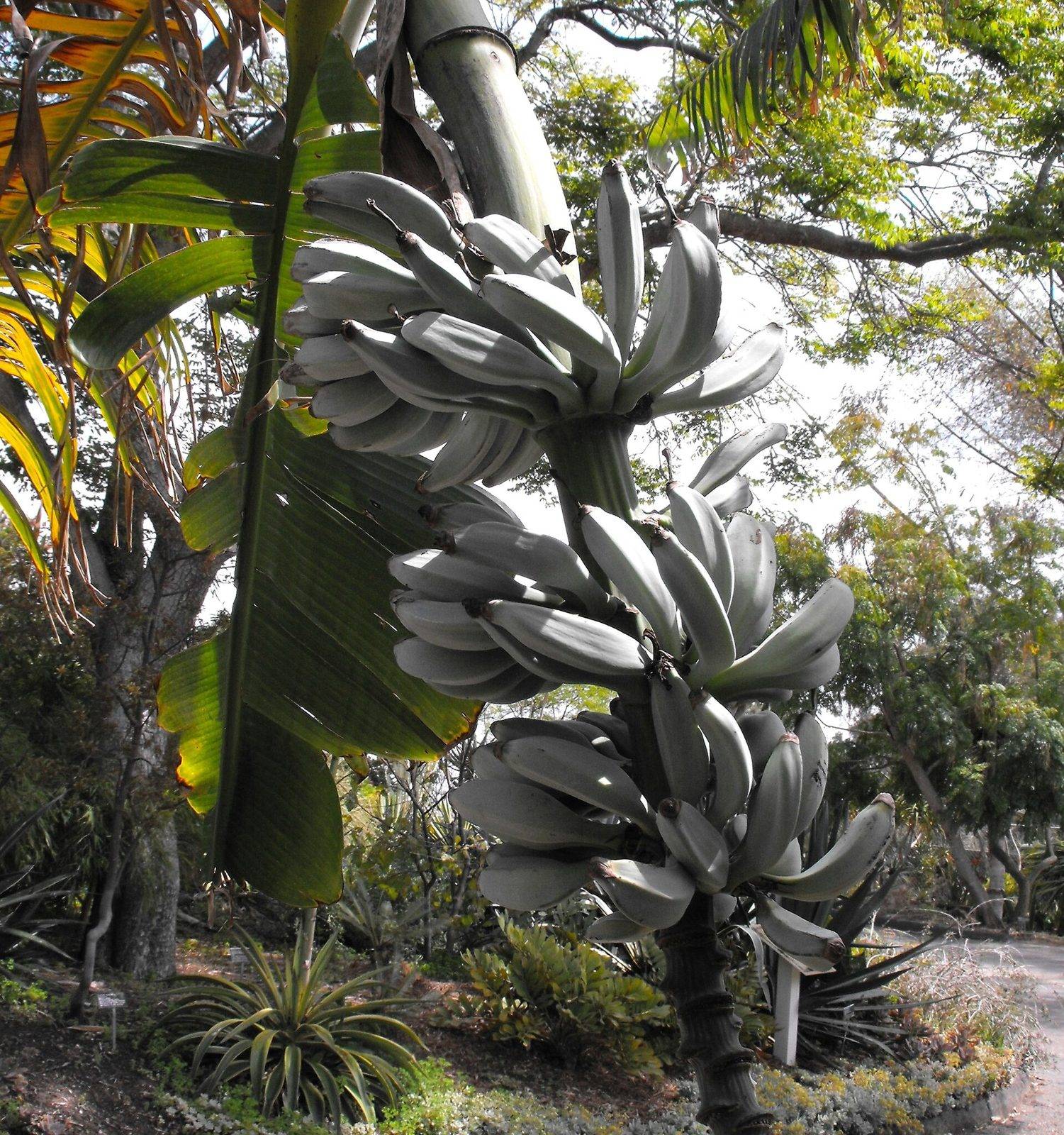 Large hands of Blue Java bananas hanging from a stalk in a garden, the unripe fruit a pale blue-gray