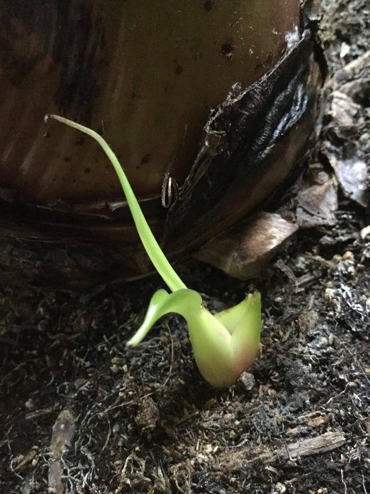A small pale-green banana sucker with a single narrow leaf emerging from the soil beside the base of a larger plant