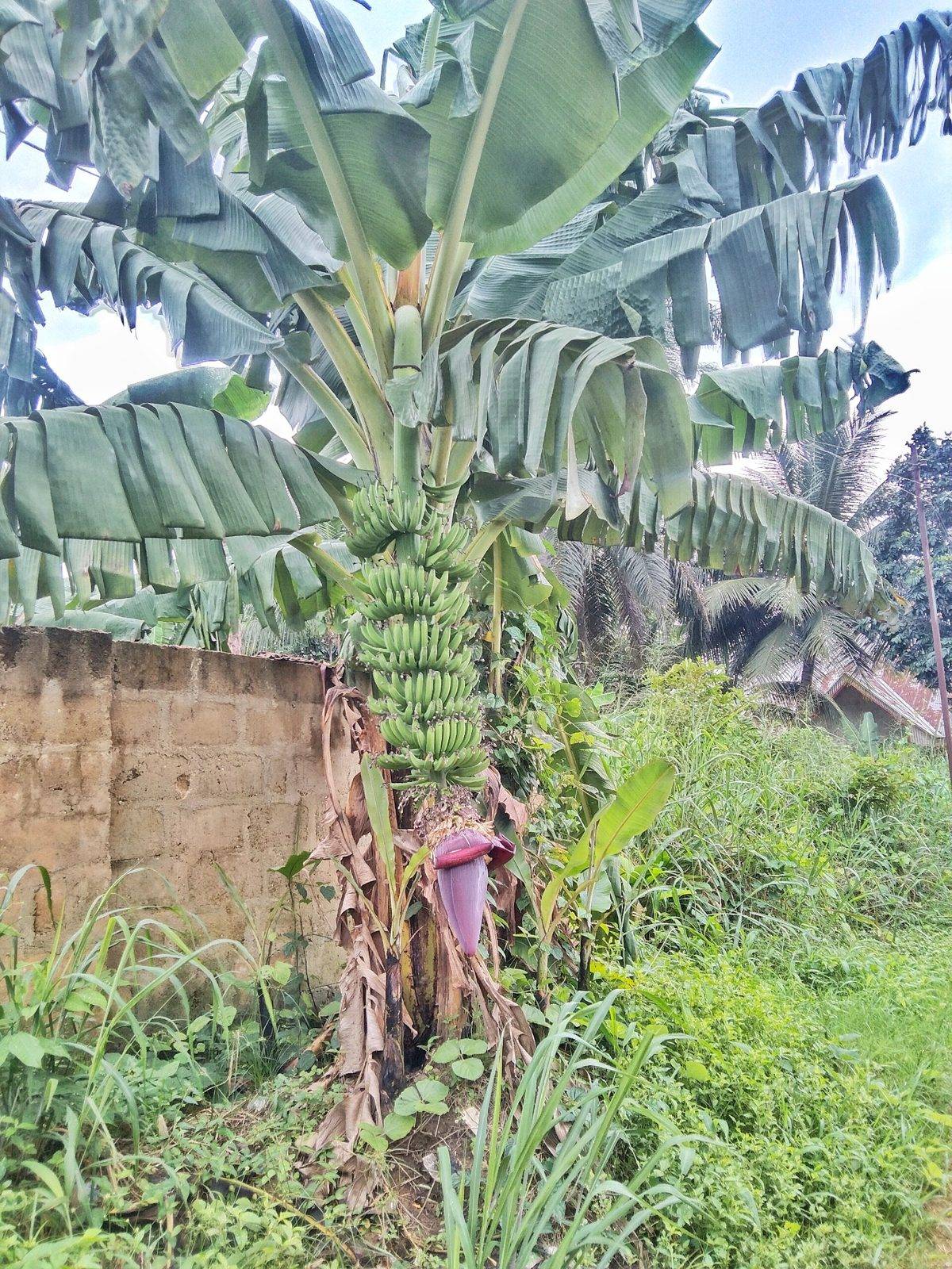 A Dwarf Cavendish banana plant beside a low wall, with a hanging bunch of small green bananas and a pink-purple flower bud below broad arching leaves
