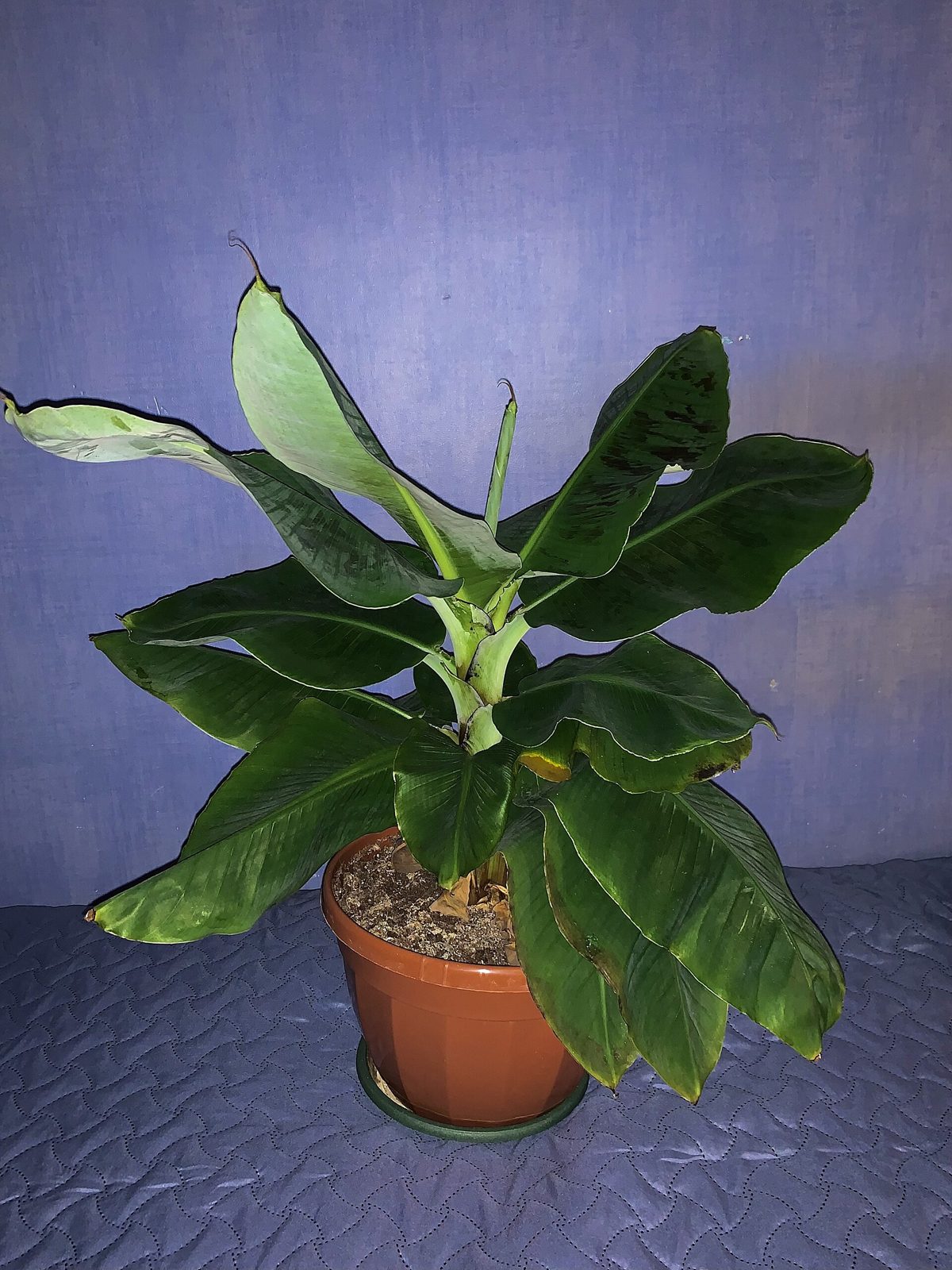 A young Dwarf Cavendish banana plant with broad green leaves growing in a terracotta-colored plastic pot with a saucer