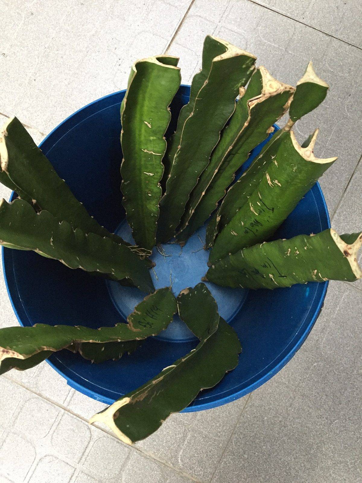 Several lengths of thick green dragon fruit stem standing in a blue bucket with their cut ends showing