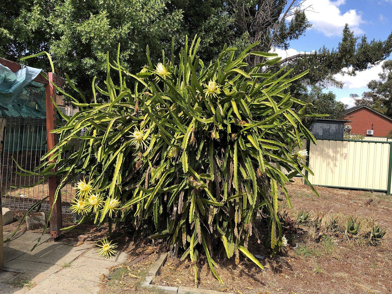 A large dragon fruit plant with long green stems and open flowers growing against a wooden post and wire fence in a suburban yard
