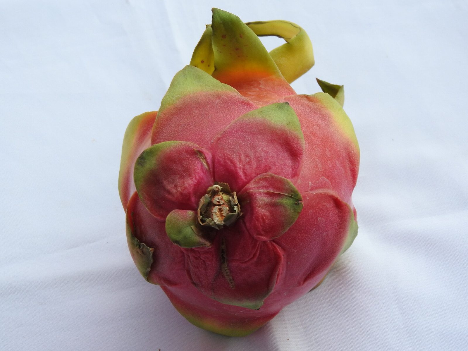 A whole dragon fruit with pink-red skin and green-tipped scales, seen from the end on a white cloth