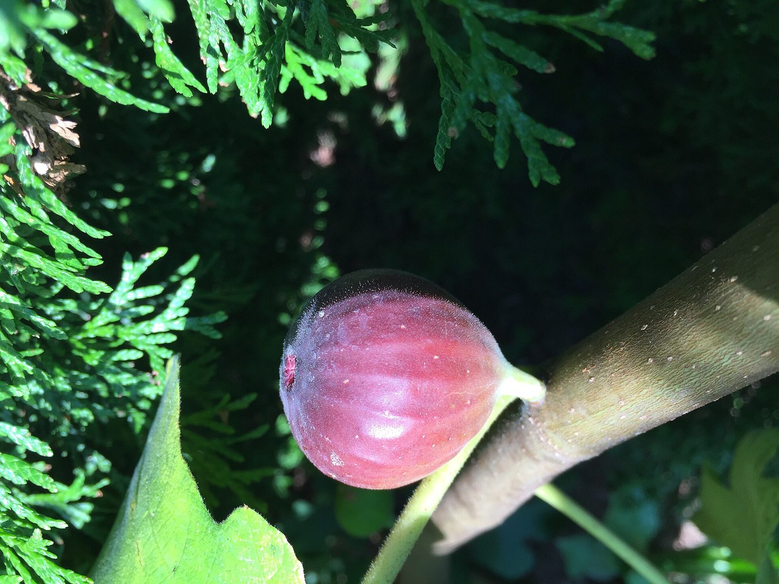 A single ripe purplish-brown Chicago Hardy fig on a branch in front of evergreen foliage