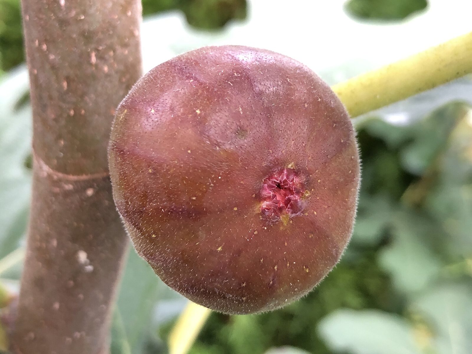 A ripe, softened purplish-brown Chicago Hardy fig with an open eye hanging from the tree