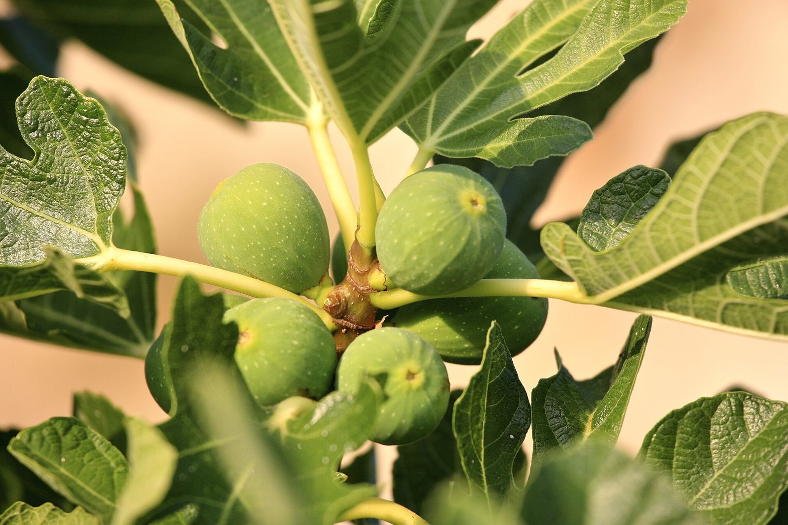 A cluster of small green unripe figs on a branch among lobed fig leaves