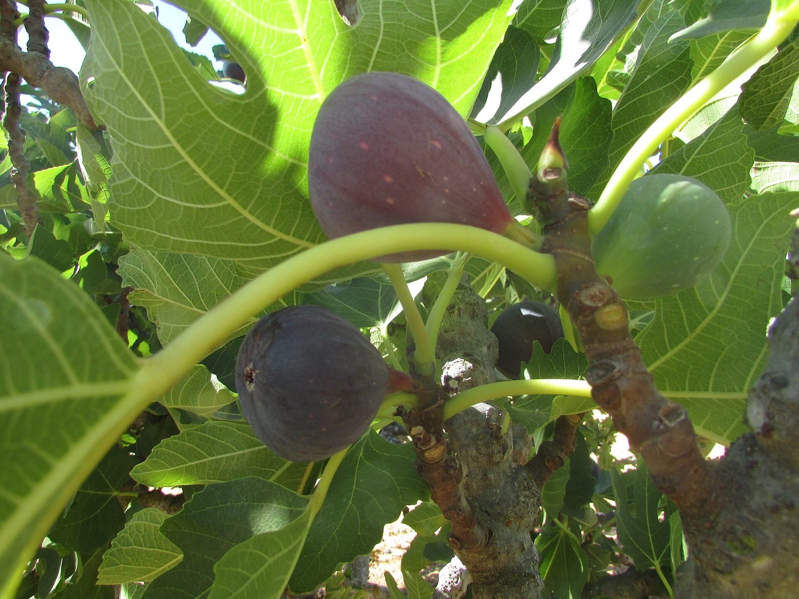 Ripe purple figs and one green unripe fig hanging among large lobed leaves on a fig tree