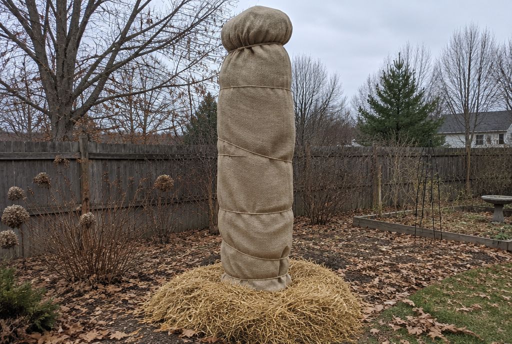A fig tree wrapped from ground to tip in burlap for winter, with straw mulch around the base
