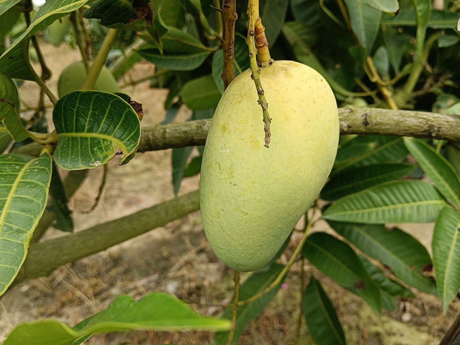 A yellowing mango close to ripe hanging on the branch