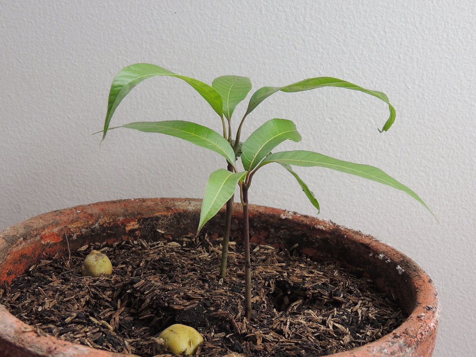 A young mango tree growing in a terracotta pot indoors