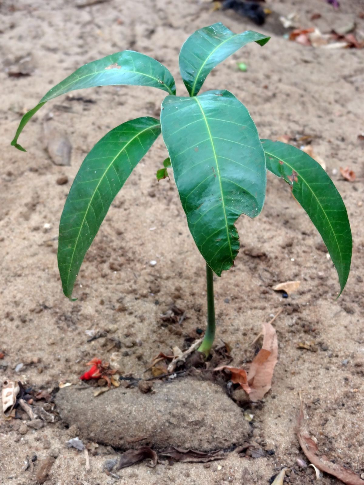 A young mango seedling growing from its seed, planted in sandy soil