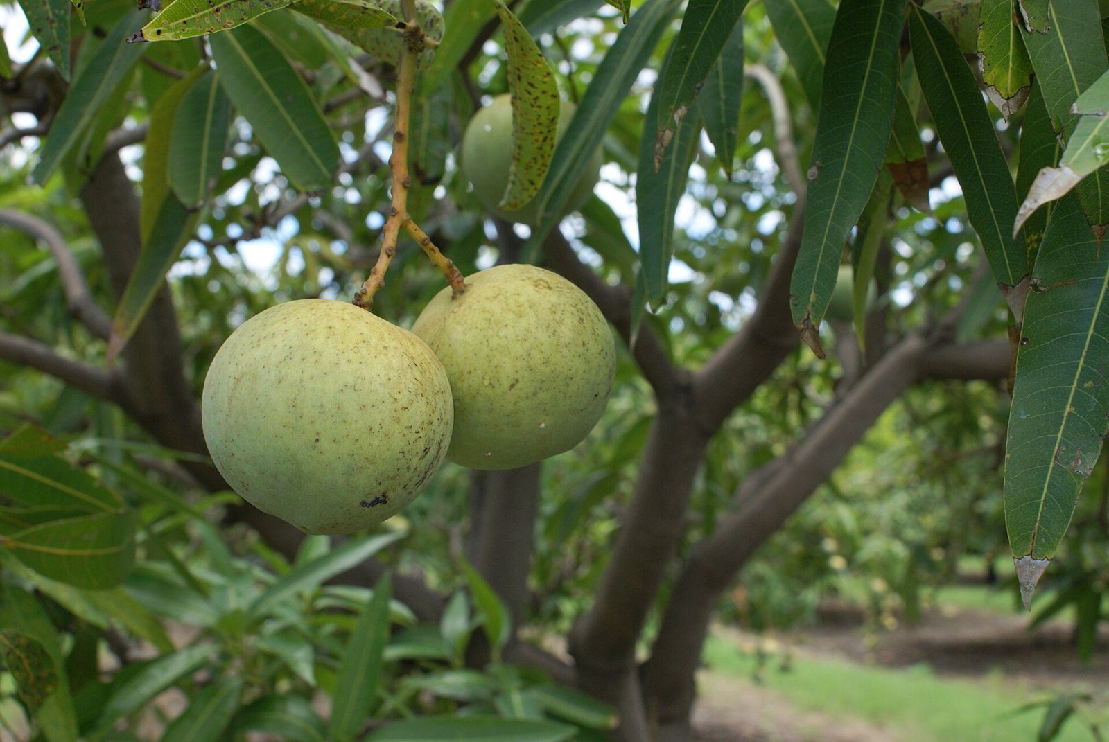 Green mangoes hanging among long narrow leaves on a mango tree in an orchard