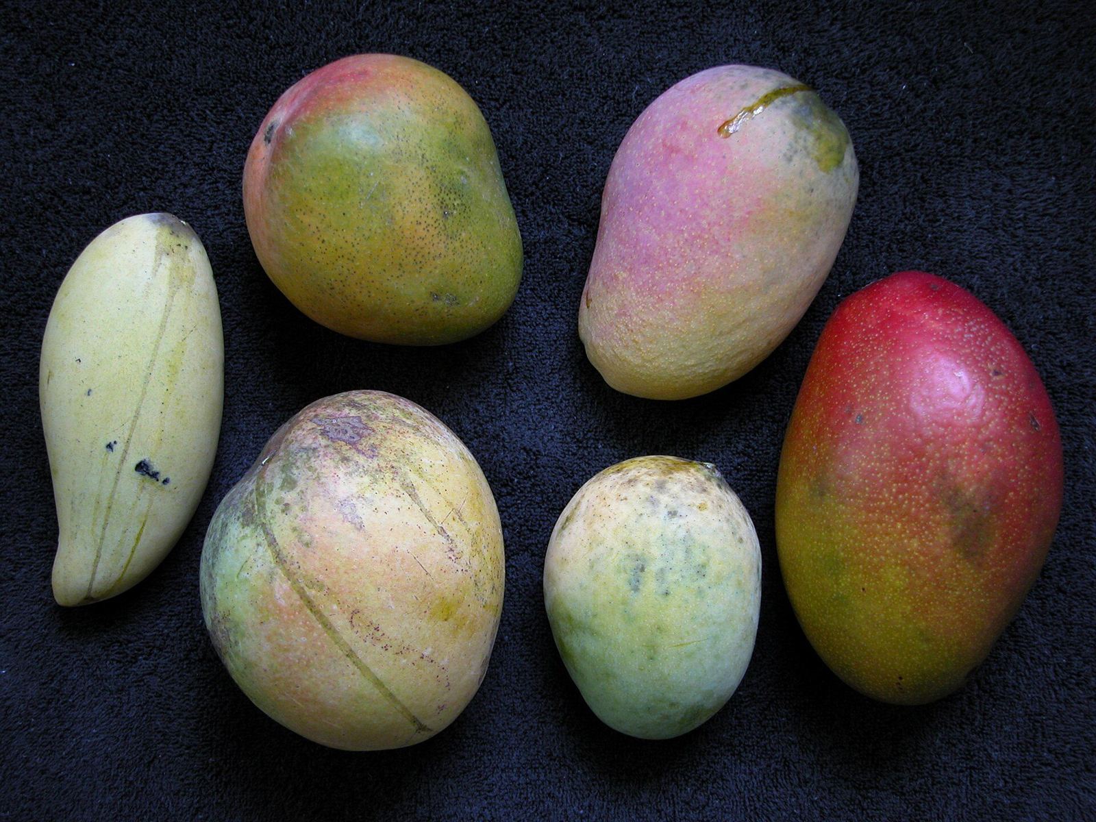 Six mango varieties from a Florida grove laid side by side, showing different shapes and skin colors