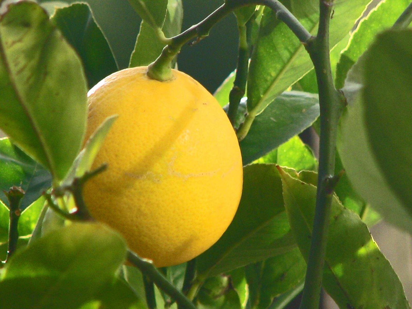 A ripe yellow Meyer lemon hanging among glossy green leaves on a branch