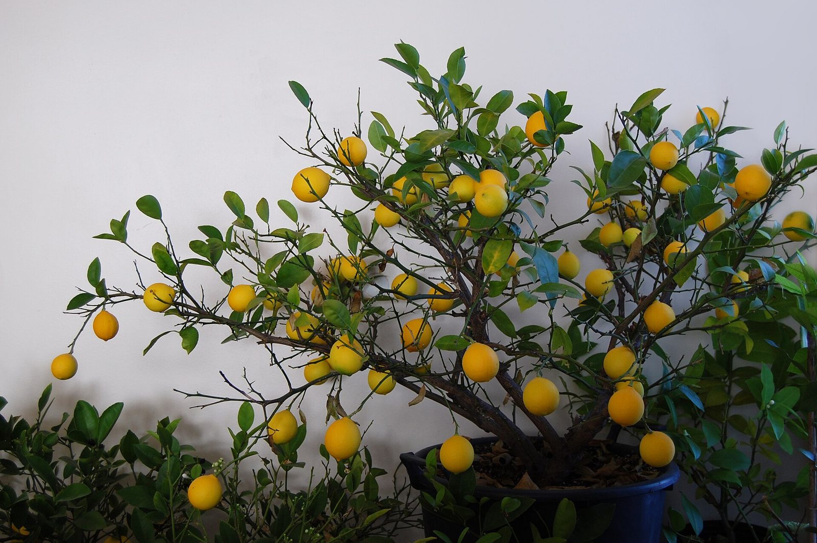 A small potted Meyer lemon tree covered in ripe yellow fruit, growing indoors in front of a plain wall