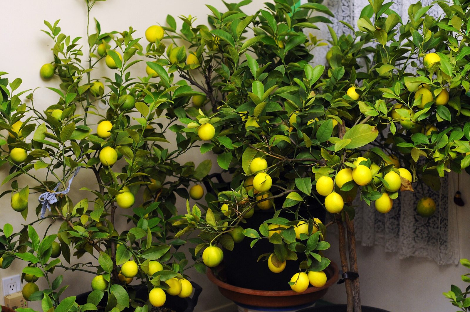 Large potted Meyer lemon trees heavy with yellow fruit, grown in terracotta pots in a bright room