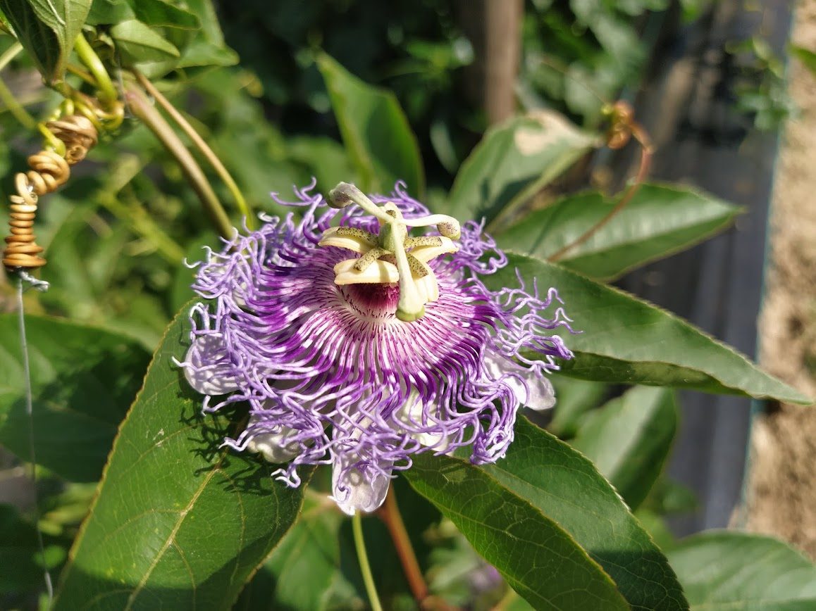 A maypop flower with a fringed purple-and-white corona and a green central column holding five pale anthers, among green leaves and a coiled tendril