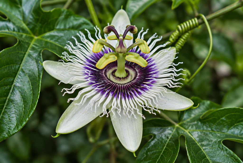 A passion fruit flower with white petals, a purple-and-white wavy corona and a green central column, among glossy three-lobed leaves