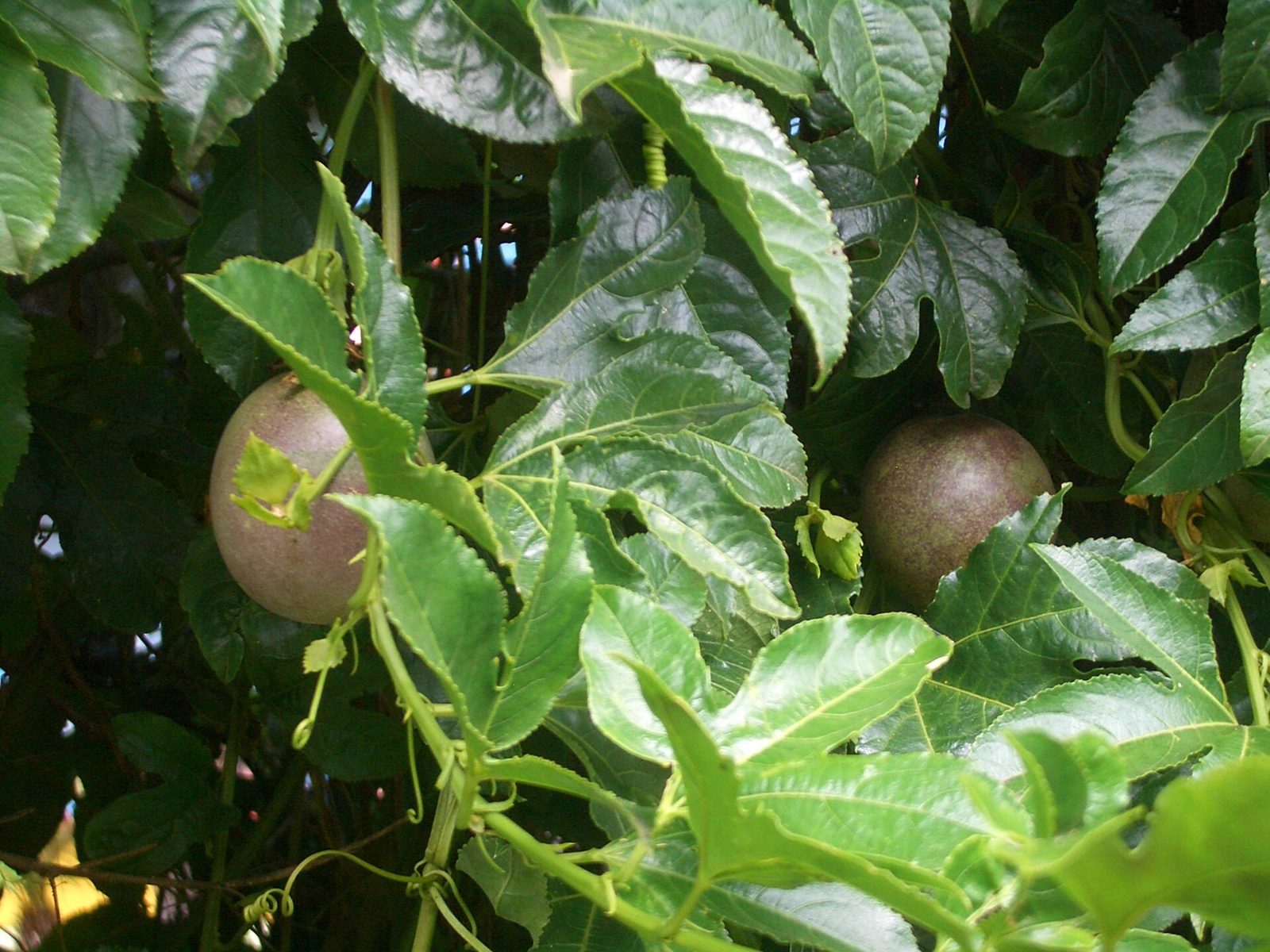 Two round purple-brown passion fruit hanging among glossy green leaves and curling tendrils on a passion fruit vine