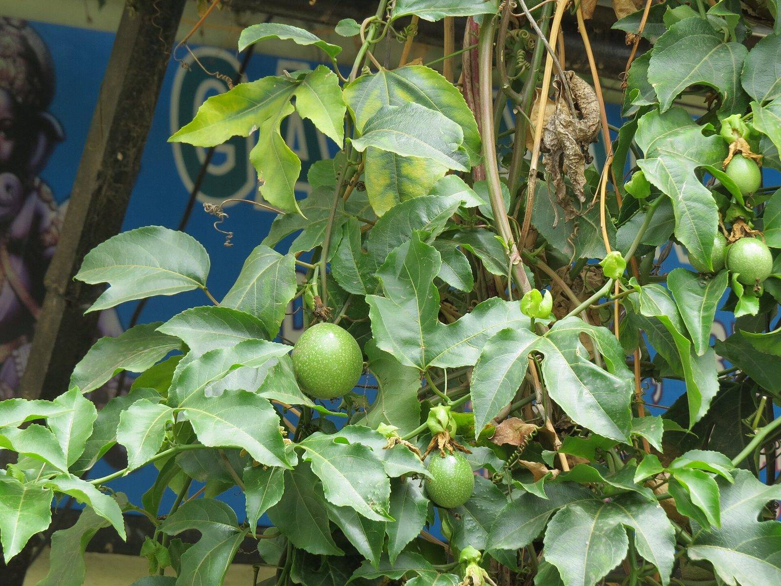 A passion fruit vine with glossy three-lobed leaves and several round green unripe fruit hanging among the foliage
