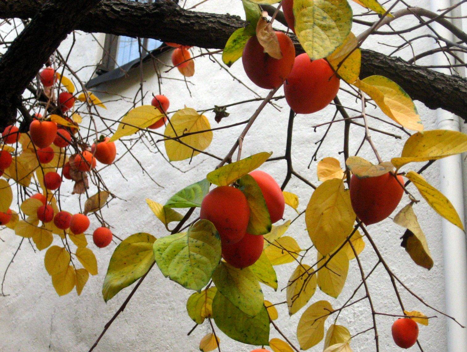 Bright orange persimmons hanging among yellow-green autumn leaves on the branches of a persimmon tree