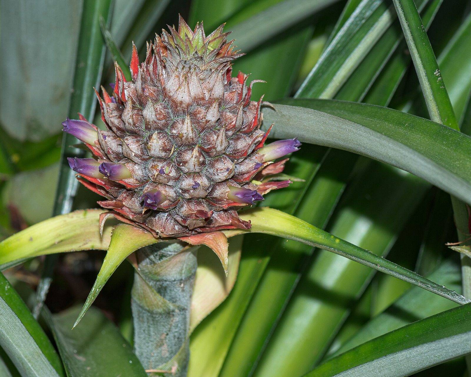 A young pineapple fruit with small purple flowers opening among its red-tinged scales, at the center of long green leaves