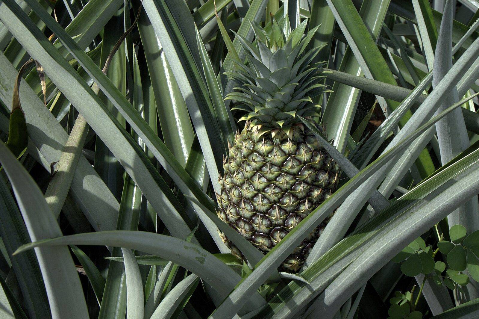A pineapple fruit with a green crown growing at the center of a rosette of long, gray-green, sword-like leaves