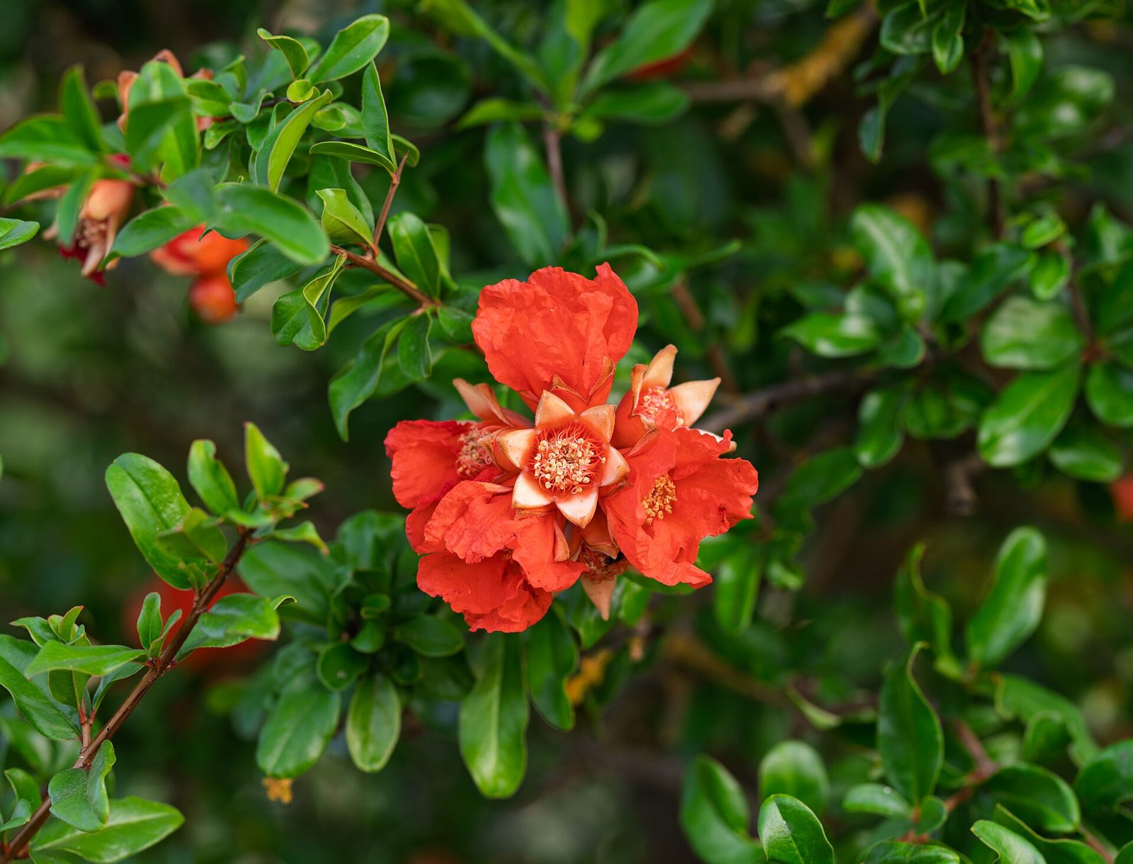 A bright orange-red pomegranate flower with crinkled petals and a ring of stamens among glossy green leaves