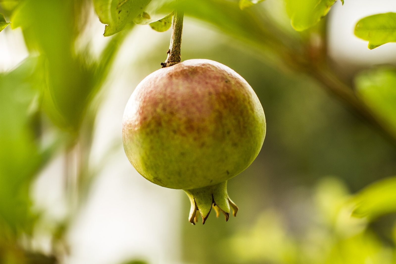 A single round pomegranate fruit with green and red-brown skin and a crown of pointed sepals, hanging from a leafy branch