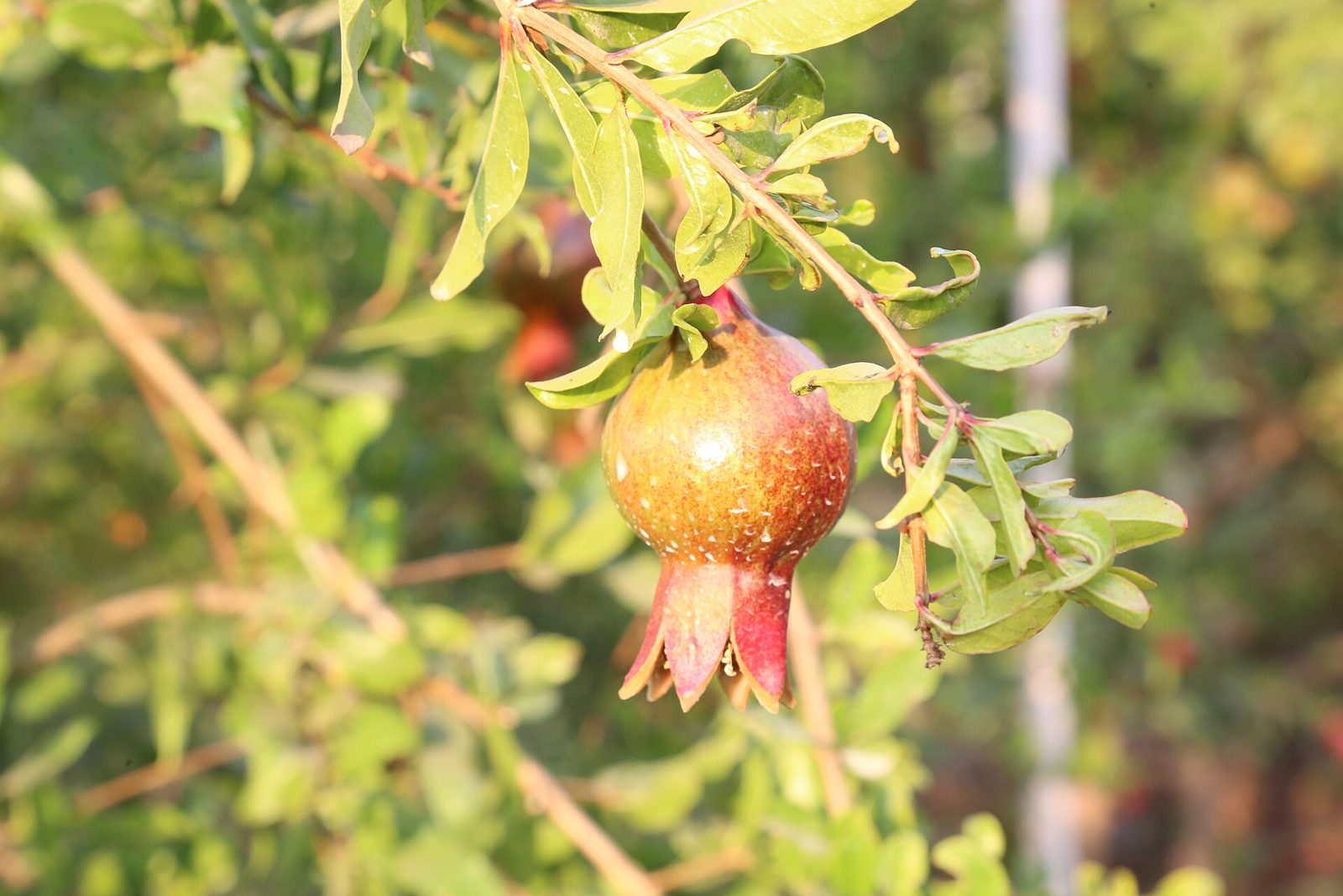 A pomegranate fruit with green and red-orange skin hanging from a leafy branch, with a pink crown of sepals at the bottom
