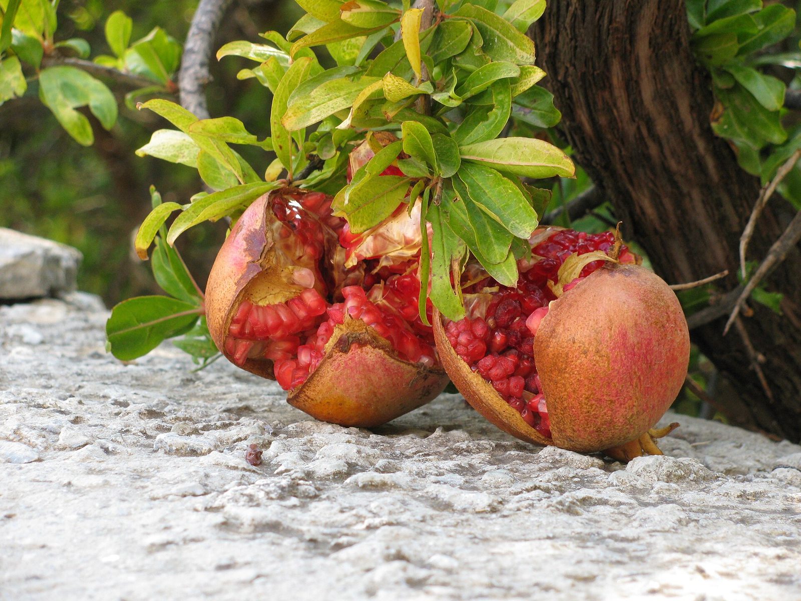 Two pomegranates split open on a stone beside a tree trunk, with red arils showing through the cracked skin