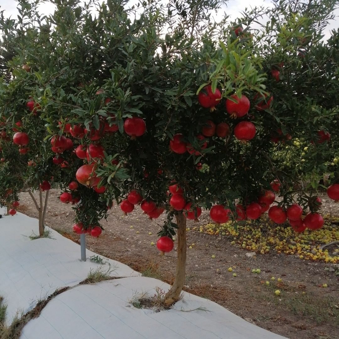 A pomegranate tree on a single trunk loaded with red fruit in an orchard row, with fallen fruit on the ground beside it