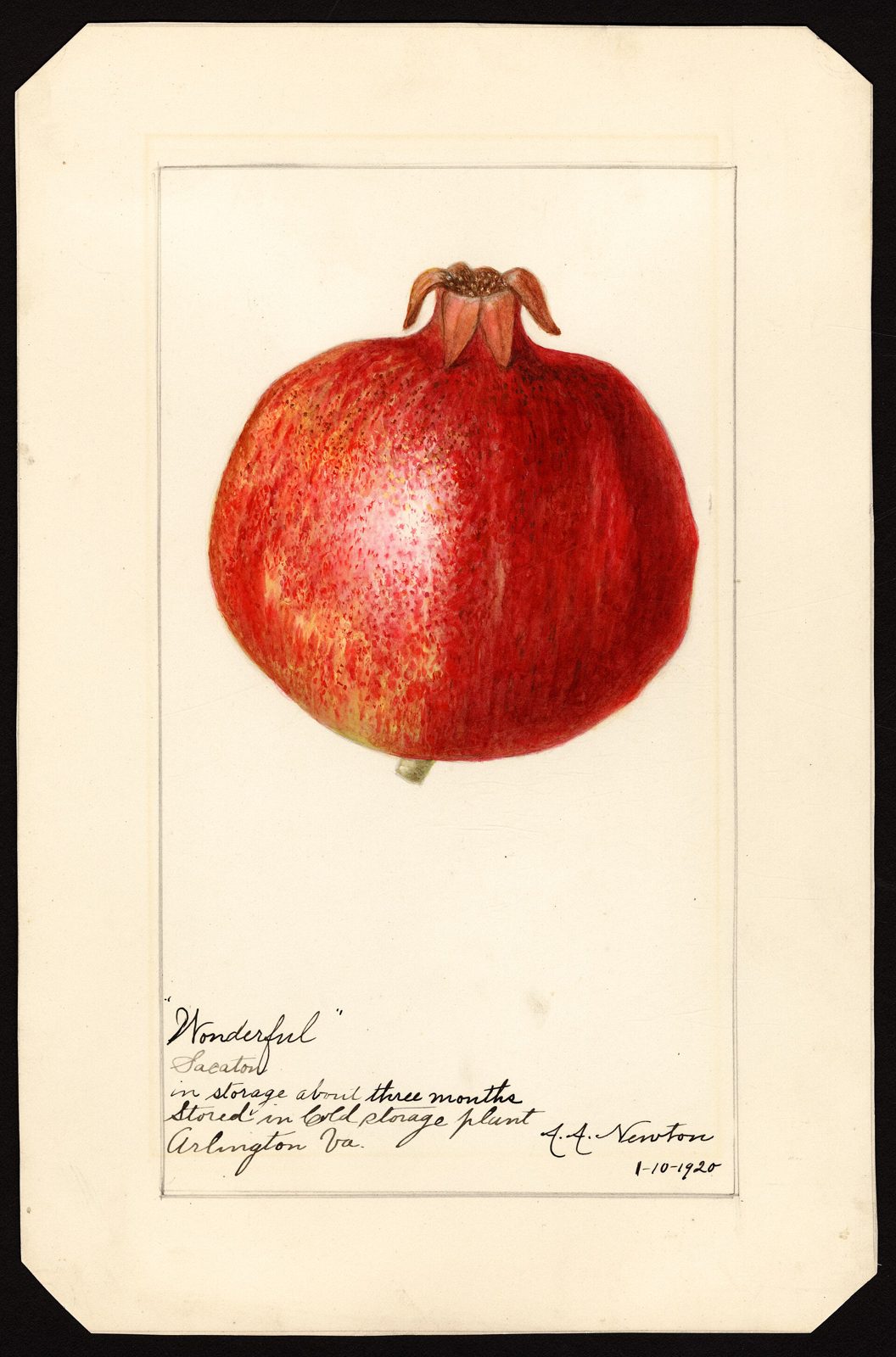 A watercolor painting of a round red pomegranate with a dry crown, labeled Wonderful in handwriting on a cream mount